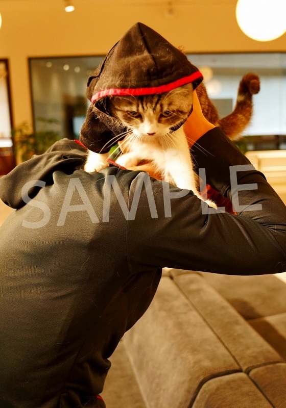 写真集 僕ん家の猫 M S S Project Eoheoh ゲーマーズ 書籍商品の総合通販